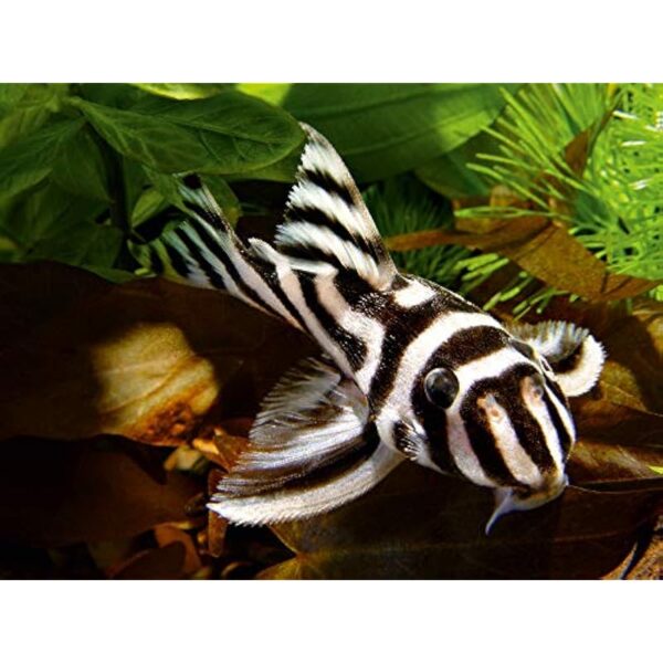 51fshdo fbl. ac us800