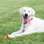 51ifl0h2erl. ac us800