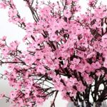 61z5ddscsel. ac us800